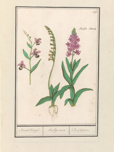 Orchidae (Orchidaceae) Stendhal risteilyllä. / Orkeuksen vuoro. / du satijrion. (Yhteensä kohteessa) tekijältä Anselmus Boëtius de Boodt
