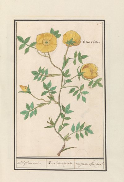 Ruusu (Rosa) joku keltainen ruusu. / Rosa lutea simplex / rose jeaune à fleur simple (otsikko esineessä) tekijältä Anselmus Boëtius de Boodt