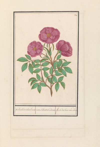 Wilde Roos (Rosa) Welriekende bosch ruusu / rosa silverstris adorata. / Tuoksuinen metsäruusu (otsikko esineessä) tekijältä Anselmus Boëtius de Boodt
