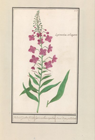 Wilgenroosje (Chamerion angustifolium) Wederik joden Kruijt. / lismàquia seca / preocupació per l