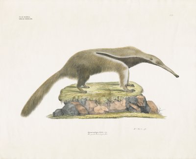 Jättiläismuurahaiskarhu kivikkoisessa maastossa (käsin värjätty litografia). tekijältä Anstalt Arnz & Co.