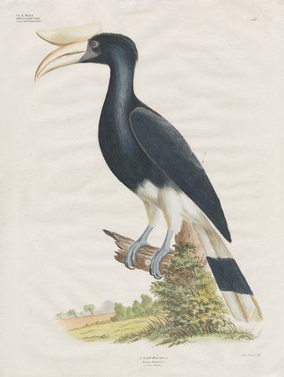 Hornbill (käsin väritetty litografia) tekijältä Anstalt Arnz & Co.