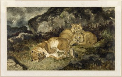 Leijonatar ja pentuja, n.1832 (akvarelli ja grafiitti, norsunluunväriselle paperiarkille). tekijältä Antoine Louis Barye