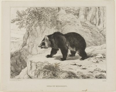 Mississippin karhu tekijältä Antoine Louis Barye