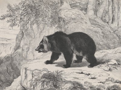 Mississippi Bear, 1836. tekijältä Antoine Louis Barye