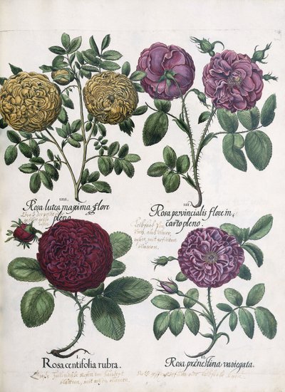 Neljä ruusutyyppiä, 1613 tekijältä Antoine Pesne