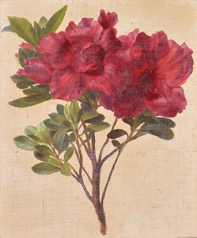 Rhododendronit tekijältä Anton Hartinger