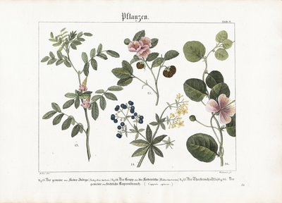 Väriainekasvit ja Caper Bush tekijältä Anton Wachsmann