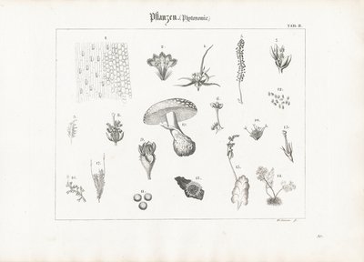 Kasvien anatomia ja sienilajit tekijältä Anton Wachsmann