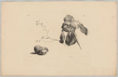 Amaryllis ja saksanpähkinät Flower and Fruit Studies (...) 3. jakso (sarjan nimi) tekijältä Anton Weiss