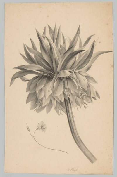 Kukka varressa Flower and Fruit Studies (...) 3. jakso (sarjan nimi) tekijältä Anton Weiss