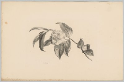 Kukat Flower and Fruit Studies (...) 3. jakso (sarjan nimi) tekijältä Anton Weiss