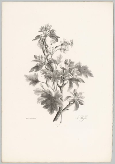 Kukkia oksalla Flower and Fruit Studies (...) 10. jakso (sarjan nimi) tekijältä Anton Weiss