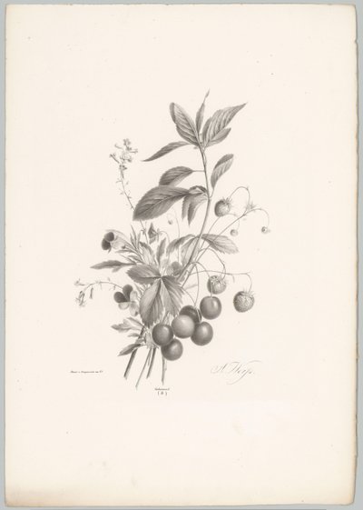 Kukkia, mansikoita ja kirsikoita Flower and Fruit Studies (...) 10. jakso (sarjan nimi) tekijältä Anton Weiss