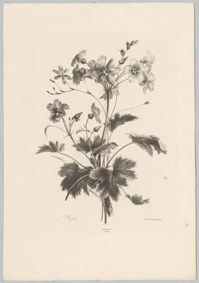 Kukat piikillä Flower and Fruit Studies (...) 10. jakso (sarjan nimi) tekijältä Anton Weiss