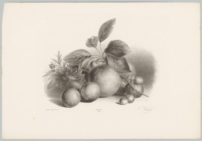 Kukat, nektariinit ja hasselpähkinät Flower and Fruit Studies (...) 10. jakso (sarjan nimi) tekijältä Anton Weiss