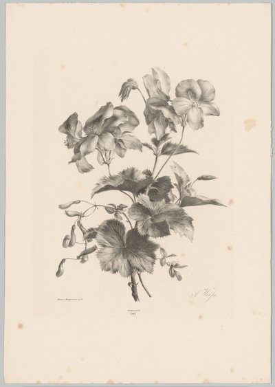 Erilaisia ​​kukkia Flower and Fruit Studies (...) 10. jakso (sarjan nimi) tekijältä Anton Weiss