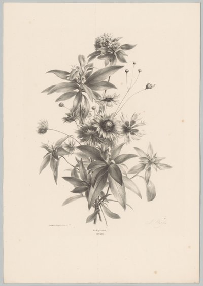 Erilaisia ​​kukkia Flower and Fruit Studies (...) 10. jakso (sarjan nimi) tekijältä Anton Weiss