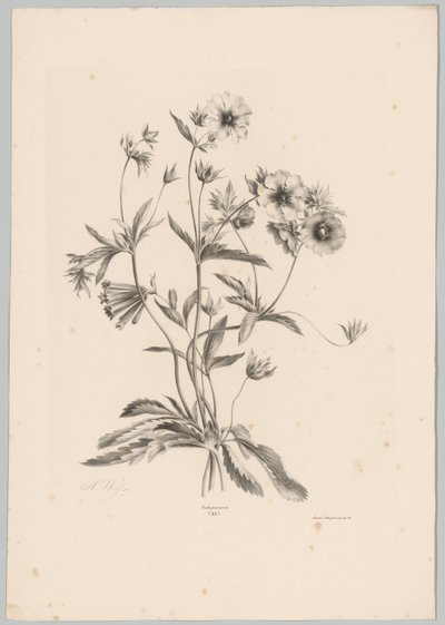 Erilaisia ​​kukkia Flower and Fruit Studies (...) 10. jakso (sarjan nimi) tekijältä Anton Weiss