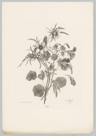 Erilaisia ​​kukkia Flower and Fruit Studies (...) 10. jakso (sarjan nimi) tekijältä Anton Weiss