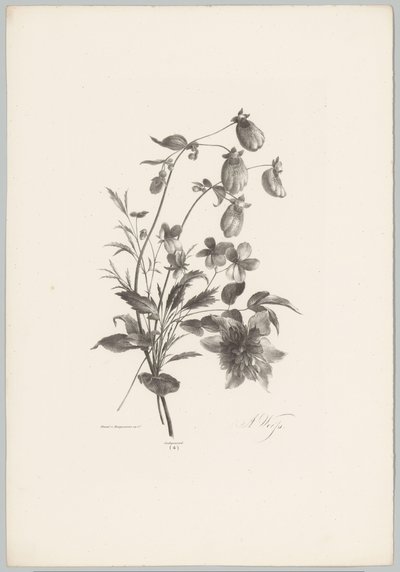 Erilaisia ​​kukkia Flower and Fruit Studies (...) 10. jakso (sarjan nimi) tekijältä Anton Weiss