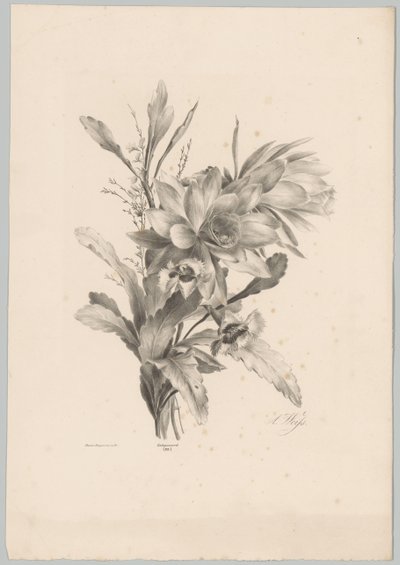 Erilaisia ​​kukkia Flower and Fruit Studies (...) 10. jakso (sarjan nimi) tekijältä Anton Weiss