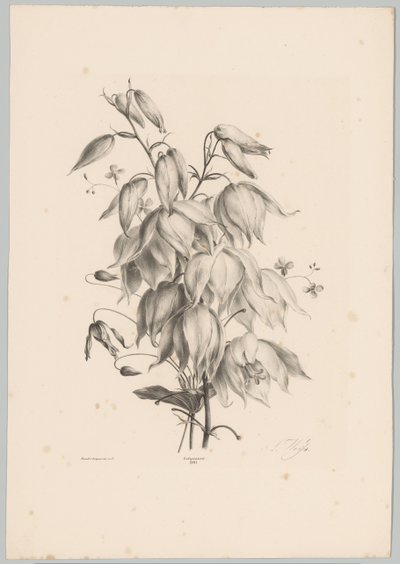 riippuvia kukkia Flower and Fruit Studies (...) 10. jakso (sarjan nimi) tekijältä Anton Weiss