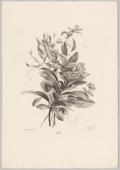 Hortensiat ja muut kukat Flower and Fruit Studies (...) 10. jakso (sarjan nimi) tekijältä Anton Weiss