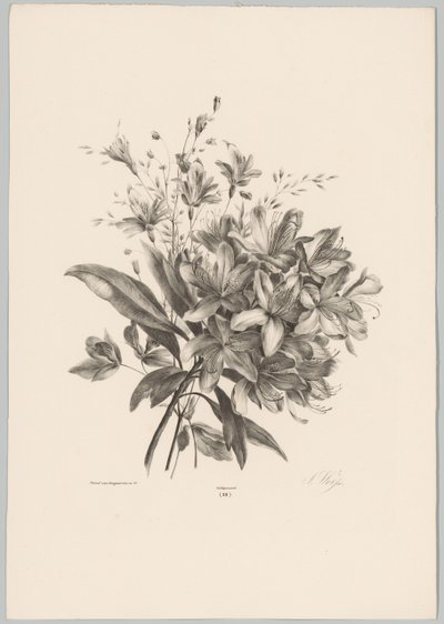 liljat Flower and Fruit Studies (...) 10. jakso (sarjan nimi) tekijältä Anton Weiss