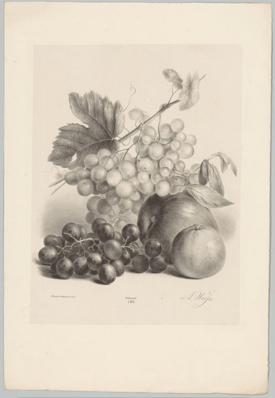 Punaiset ja valkoiset viinirypäleet ja omenat Flower and Fruit Studies (...) 10. jakso (sarjan nimi) tekijältä Anton Weiss