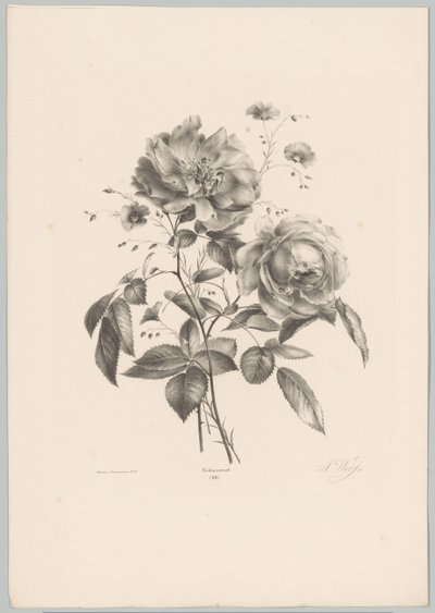 Ruusu ja neilikka kukka Flower and Fruit Studies (...) 10. jakso (sarjan nimi) tekijältä Anton Weiss