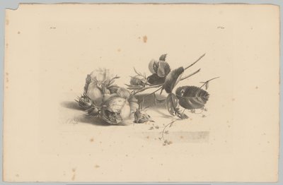 ruusut Flower and Fruit Studies (...) 3. jakso (sarjan nimi) tekijältä Anton Weiss