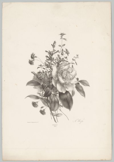 Ruusut, neilikat ja fuksia Flower and Fruit Studies (...) 10. jakso (sarjan nimi) tekijältä Anton Weiss