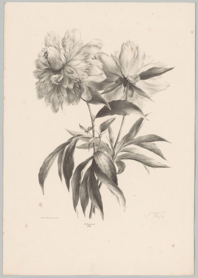 kaksi kukkaa Flower and Fruit Studies (...) 10. jakso (sarjan nimi) tekijältä Anton Weiss