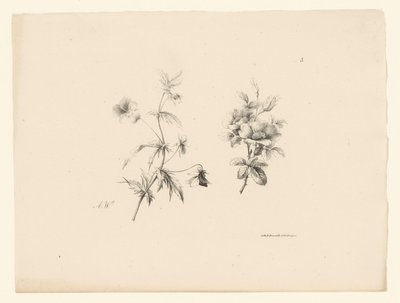 dues flors Acabat Flors i fruits (títol de la sèrie). tekijältä Anton Weiss