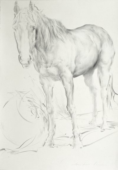 Horse at Coolmoressa, 1990 (hiili paperilla) tekijältä Antonio Ciccone