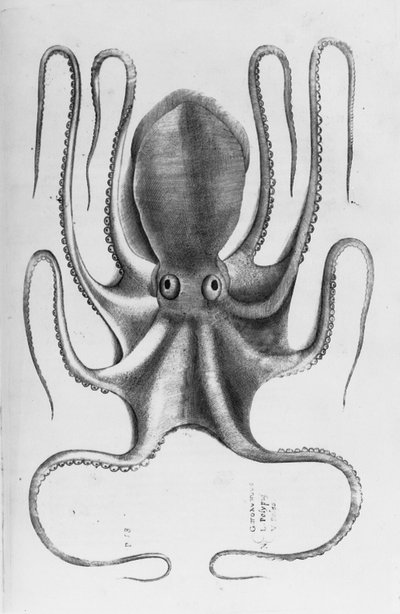 Kuvitus Ippolito Salvianin teoksesta "Aquatilium animantium historia, liber primus", 1554 tekijältä Antonio Lafreri