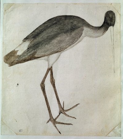 Musta haikara seisoo, kasvot oikealle. Piirustus Antonio di Puccio Pisano dit Pisanello (ennen 1395-1455). Ruskea muste, ruskea pesu, harmaa pesu, musta kivi, höyhen. Mitat: 20,8 x 18,7 cm. Louvre, Cabinet des dessins tekijältä Antonio Pisanello