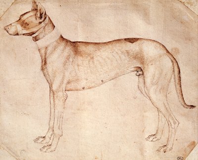 Antonio Pisanon (ennen 1395 - noin 1455) tutkimus metsästyskoirasta, joka piirsi kynällä ja ruskealla musteella tekijältä Antonio Pisanello