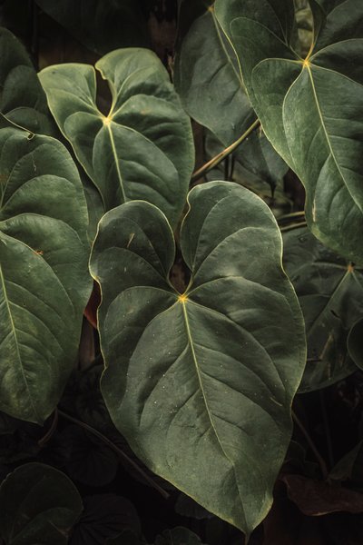 Anthurium Andraeanum V, 2024 (digitaalinen valokuvaus) tekijältä Antonio Schubert