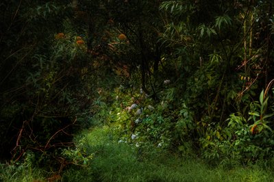 Polkuja, 2015 (digitaalinen kuva) tekijältä Antonio Schubert