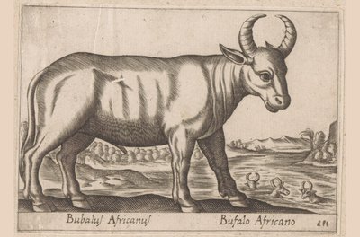 Afrikkalainen puhveli Bubalus Africanus/ Bufalo Africano (otsikko esineessä) Eläimet ja myyttiset olennot (sarjan nimi) Nova raccolta de li animali piu curiosi del mondo (sarjan nimi) tekijältä Antonio Tempesta