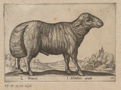 arabian schaap L Veruex/ I Montone arabo (otsikko esineessä) Dieren en fablewezens (sarjan nimi) Uusi kokoelma maailman uteliaimpia eläimiä (sarjan nimi) tekijältä Antonio Tempesta