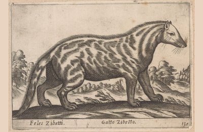 Civetkat Feles Zibetti / Cat Civet (otsikko esineessä) Dieren en fabelwezens (sarjan nimi) Nova-kokoelma maailman uteliaimpia eläimiä (sarjan nimi) tekijältä Antonio Tempesta