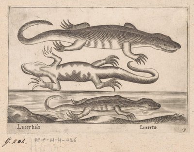 Kolme lohikäärmettä Lisko/ Lisko (otsikko esineessä) Dieren en fablewezens (sarjan nimi) Uusi kokoelma maailman uteliaimpia eläimiä (sarjan nimi) tekijältä Antonio Tempesta