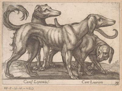 Kolme koiraa Canis Leporius / Cane Liviriero (otsikko esineessä) Eläimet ja myyttiset olennot (sarjan nimi) Nova raccolta de li animali piu curiosi del mondo (sarjan nimi) tekijältä Antonio Tempesta