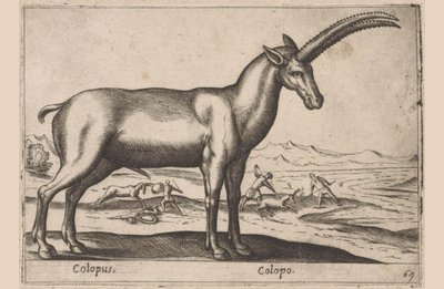 vuohimainen Colopus/Colopo (otsikko esineessä) Dieren en fablewezens (sarjan nimi) Uusi kokoelma maailman uteliaimpia eläimiä (sarjan nimi) tekijältä Antonio Tempesta