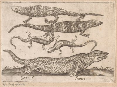 Hagedissen Skincus (otsikko esineessä) Dieren en fablewezens (sarjan nimi) Nova raccolta de li animali piu curiosi del mondo (sarjan nimi) tekijältä Antonio Tempesta