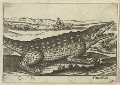 Krokotiili Coccodrillus/Crocodile (otsikko esineessä) Dieren en fablewezens (sarjan nimi) Uusi kokoelma maailman uteliaimpia eläimiä (sarjan nimi) tekijältä Antonio Tempesta