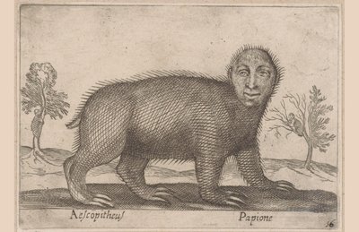 Laiskiainen Aescopitheus/ Papione (otsikko esineessä) Eläimet ja myyttiset olennot (sarjan nimi) Nova raccolta de li animali piu curiosi del mondo (sarjan nimi) tekijältä Antonio Tempesta